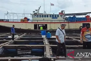 Belitung Bidik Pasar Arab-Eropa, Kerapu Lokal Siap Mendunia