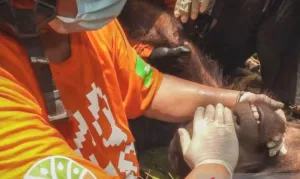BKSDA Kaltim Selamatkan Orangutan Remaja dari Area Perkebunan Kutai Timur