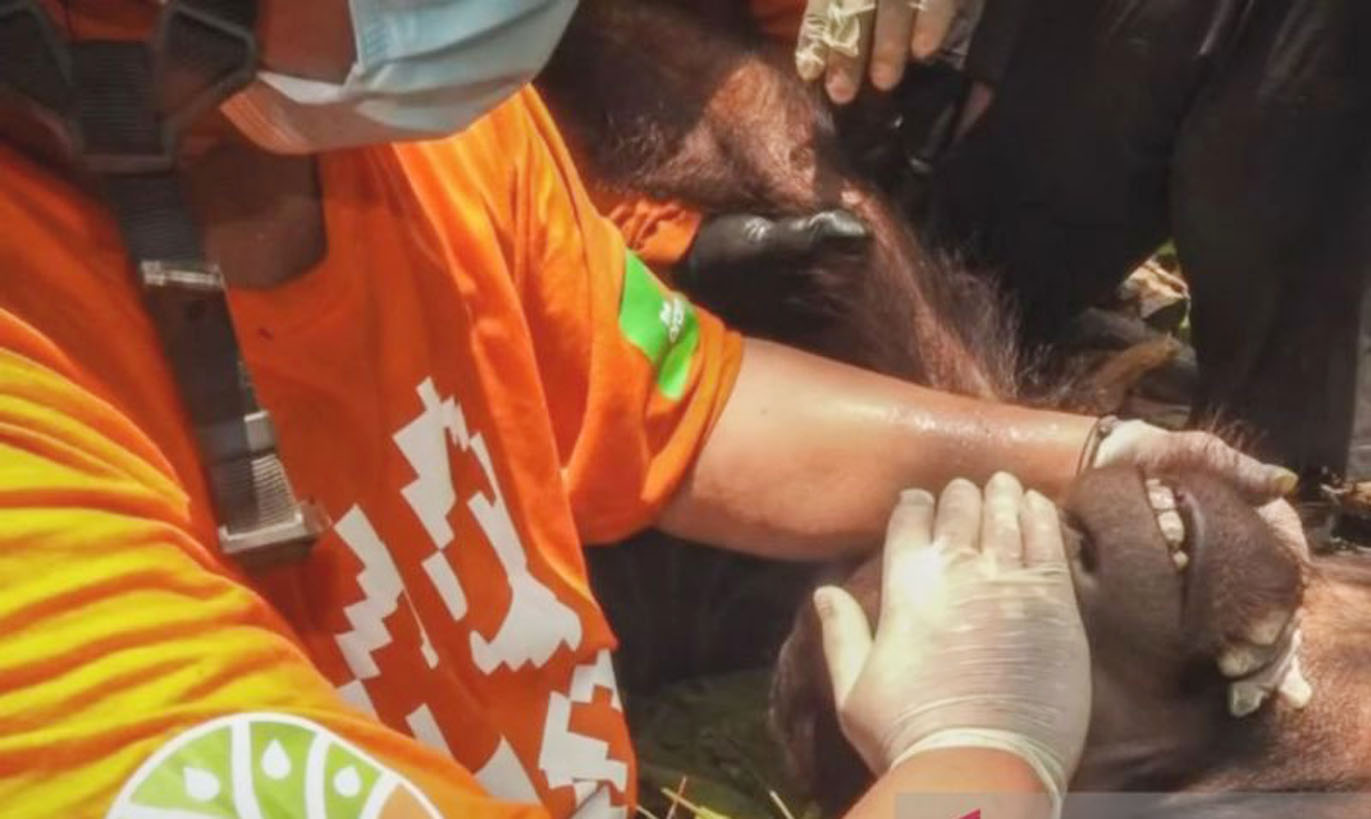 BKSDA Kaltim Selamatkan Orangutan Remaja dari Area Perkebunan Kutai Timur