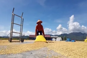 Harga Gabah Tembus Rp8.000, Pemerintah Kaji Ulang HET dan HPP