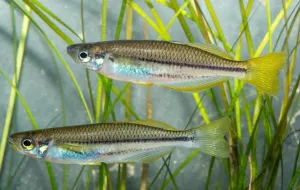 Ikan Pelangi Endemik Australia Kini di Ujung Tanduk Punah