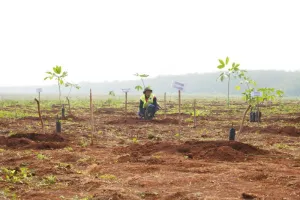 Kebun Karet Jalupang Tak Lagi Terbengkalai, Jabar Kejar Manfaat Ekonomi