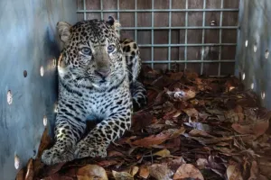 Macan Tutul Serang Warga di Bandung Sudah Dievakuasi dan Rehabilitasi di Taman Satwa Cikembulan 