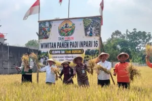 Musim Kemarau, Panen Padi Petani Sleman Tetap Memuaskan