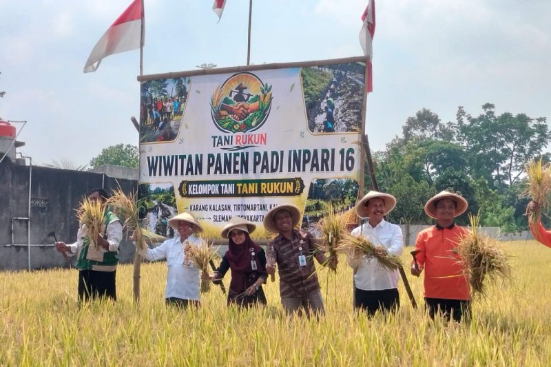 Musim Kemarau, Panen Padi Petani Sleman Tetap Memuaskan