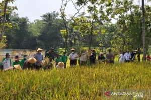 Perkuat Ketahanan Pangan, Pemkab Kulon Progo Cetak Sawah 9,5 Ha 