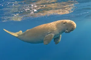 Populasi Dugong Australia Turun Drastis hingga Sisa Setengah