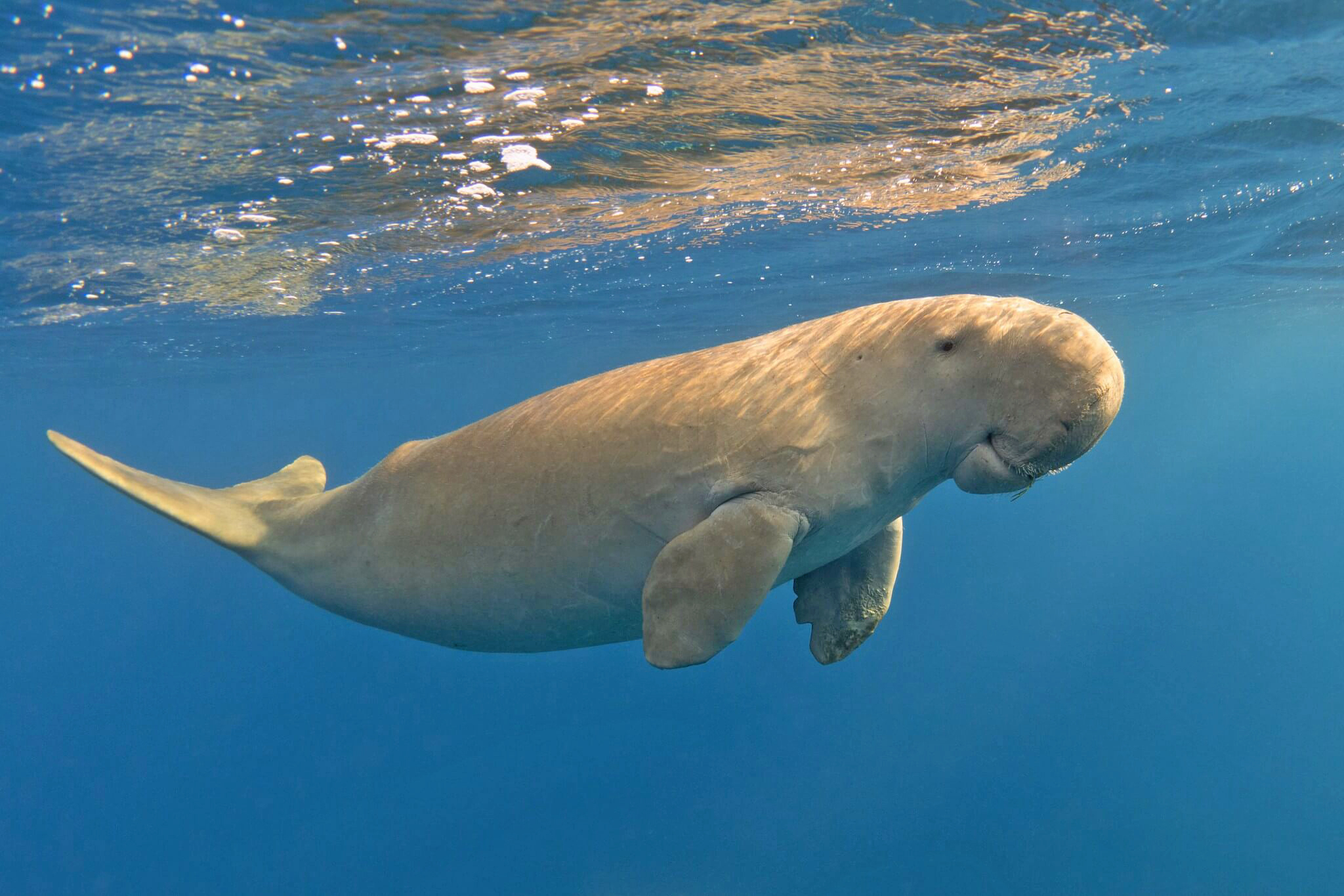 Populasi Dugong Australia Turun Drastis hingga Sisa Setengah