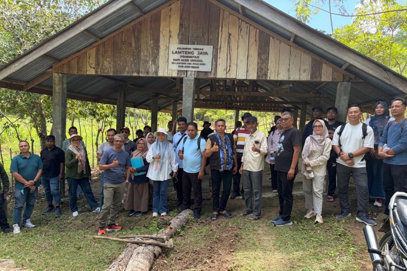 Sapi Aceh Dibawa ke Pulau Terluar, Aceh Besar Bidik Ketahanan Pangan