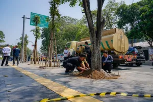 Wali Kota Bandung Tegaskan Sanksi Pemotongan Pohon Ilegal Tak Main-Main