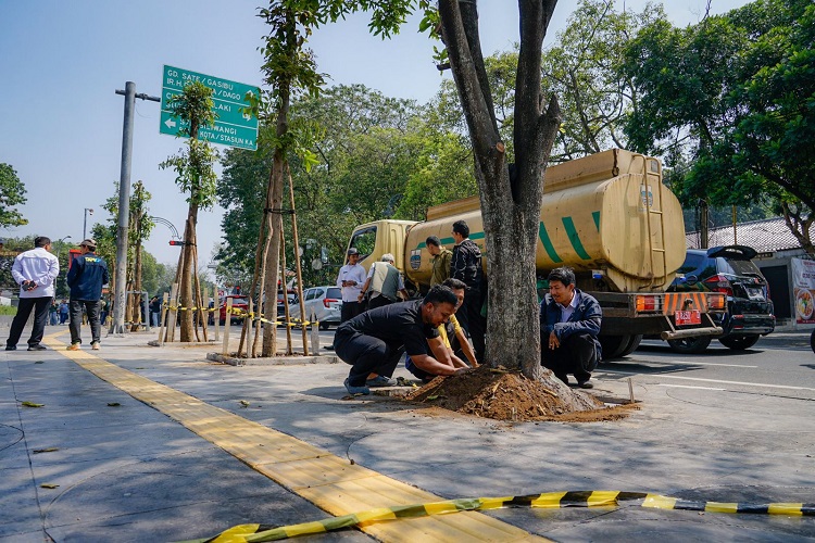 Wali Kota Bandung Tegaskan Sanksi Pemotongan Pohon Ilegal Tak Main-Main