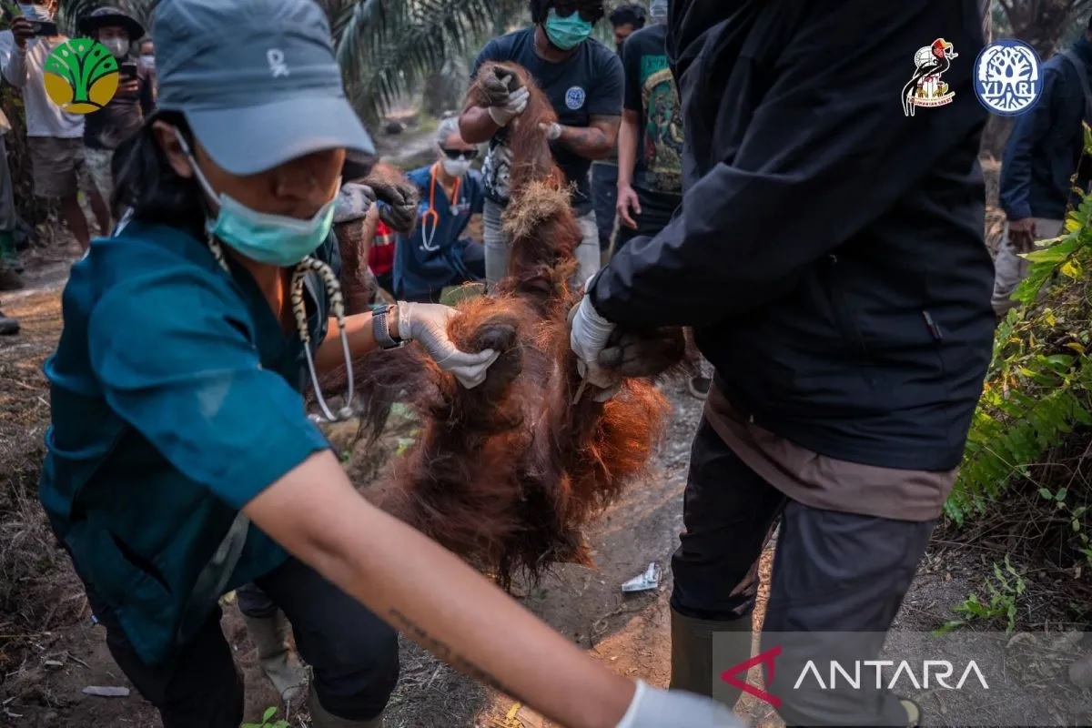 Perlindungan Satwa Harus Jadi Bagian Penanganan Karhutla