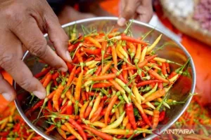 Harga Cabai Rawit Tembus Rp83 Ribu/kg! Telur Ayam Ikut Naik, Ini Catatan PIHPS