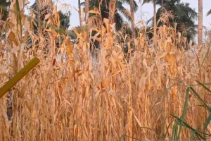 Kekeringan Mengancam! Sulut Siapkan Tanaman Khusus yang Tahan Cuaca Ekstrem