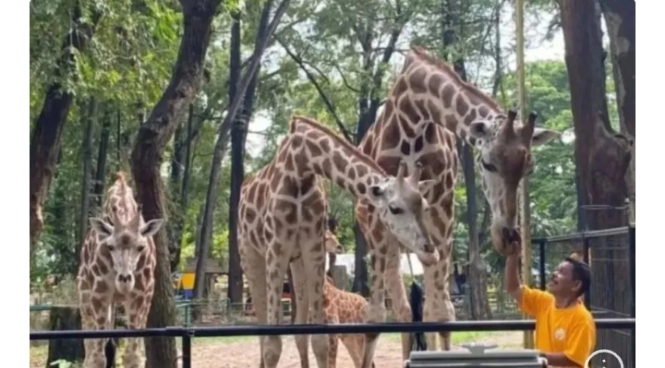 Kenaikan Tiket Masuk Ragunan demi Apa & Siapa? Ini Penjel...