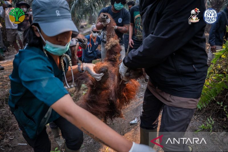 Kisah Tragis Orangutan Sempurna di Ketapang, Ditemukan Kr...