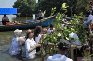 Rehabilitasi Ekosistem Pesisir dengan Tanam 1.500 Bakau di Muaragembong