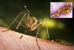 Sembilan Orang Terinfeksi Virus West Nile di Belanda, Satu Meninggal