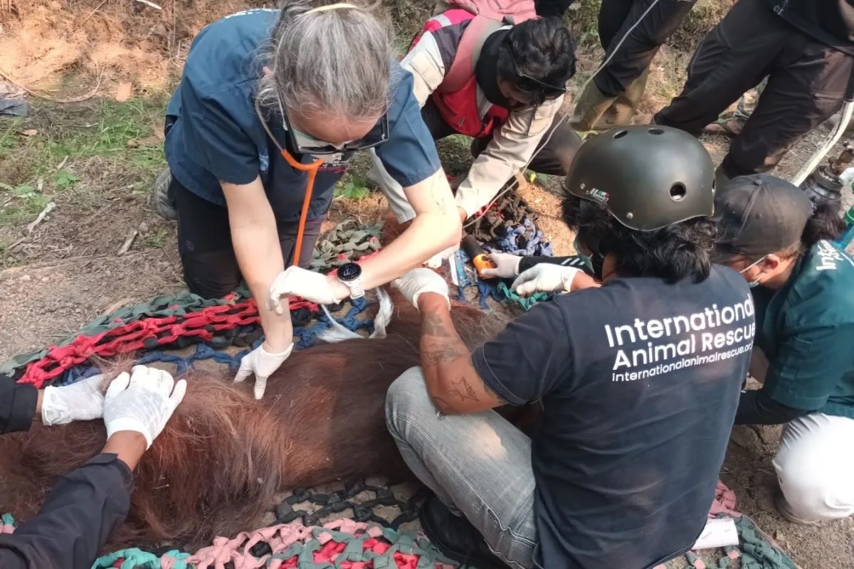 Terpapar Kabut Asap, Orangutan yang Ditemukan Warga Mati ...