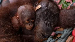 9 Orangutan Diselamatkan dari Karhutla Kalbar, Satu Ekor Tak Berhasil Bertahan
