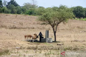 Bima Dilanda Kekeringan Ekstrem, BMKG Catat 105 Hari Tanpa Hujan.