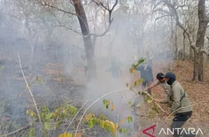 Karhutla Awal September di Taman Nasional Tambora Berdampak Sekitar 834 Hektare