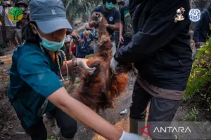 Karhutla Makin Mengancam! Kemenhut Perkuat Satgas Selamatkan Satwa Liar