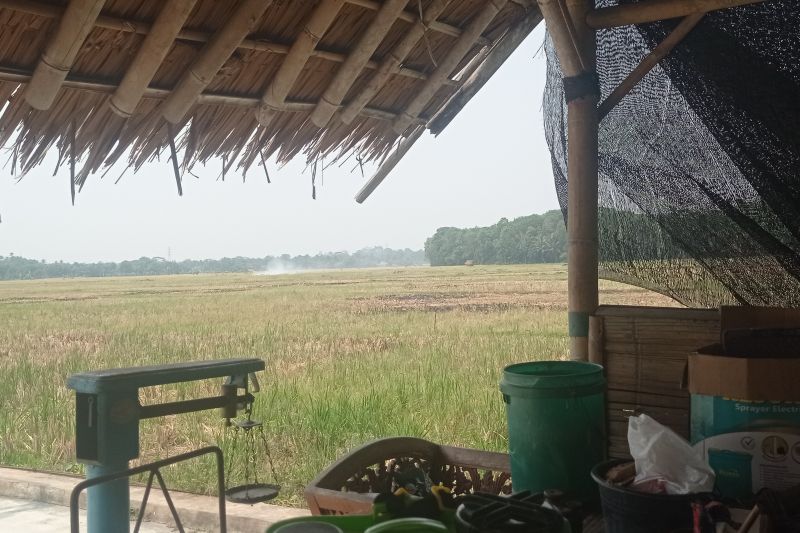 Sawah Tak Lagi Menjanjikan, Ratusan Petani Lebak Beralih Profesi Akibat Kekeringan