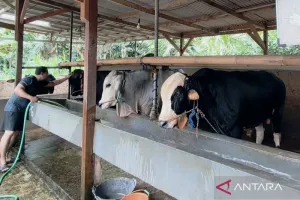 Ancaman Penyakit Mengintai di Musim Kemarau, Barantin Minta Peternak Siaga