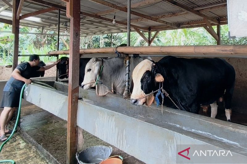 Ancaman Penyakit Mengintai di Musim Kemarau, Barantin Minta Peternak Siaga