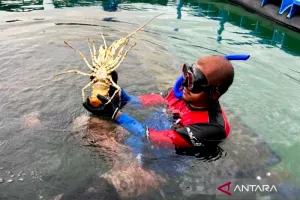 Budidaya Lobster Makin Serius, KKP Atur Usahanya dalam Tiga Tahap