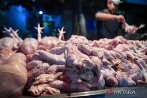 Koperasi Diperkuat, Kementan Bidik Peternak Ayam Lebih Berdaya Hadapi Dinamika Pasar