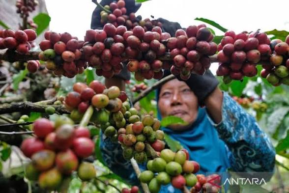 Legislator: Hilirisasi Kopi Gagal Jika Bahan Baku dan Kemasan Masih Impor!