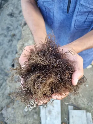 Rumput Laut Sulawesi Selatan Disiapkan sebagai Bahan Baku Alternatif Plastik