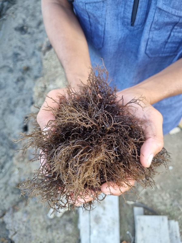Rumput Laut Sulawesi Selatan Disiapkan sebagai Bahan Baku Alternatif Plastik