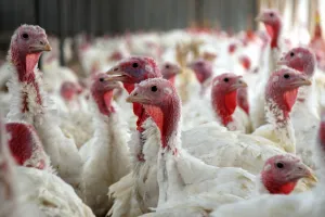 Uruguay Darurat Flu Burung, Sarang Virus Ditemukan pada Unggas Rumah Tangga