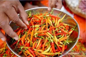 Cabai Rawit Makin Pedas, BPS Catat Harga Tembus Rp73 Ribu!
