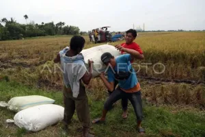 Bulog Sumut Serap 42.900 Ton Gabah Petani hingga 5 September 2026