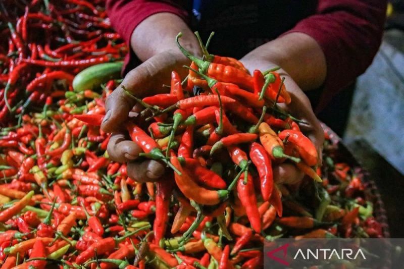 Harga Cabai Rawit Rp94.900/Kg, Telur Ayam Rp31.000/Kg
