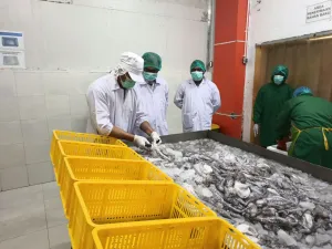 Konsisten Ekspor, Sektor Perikanan Topang Geliat Ekonomi di Sulawesi Tenggara
