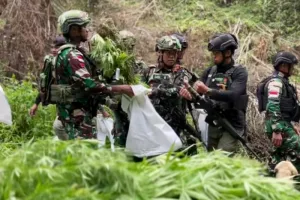 Operasi TNI Berbuah Temuan Mengejutkan, 1.347 Batang Ganja Ditemukan di Hutan