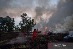 Pemerintah Diminta Tegas ke Pelaku Pembakar Lahan