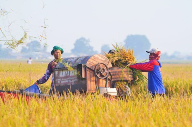Perum Bulog Sultra Serap Gabah Petani Capai 11.200 Ton hingga Agustus 2026