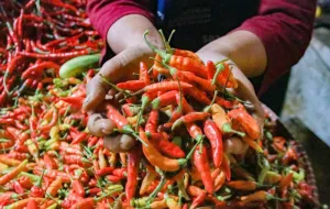 Cabai Makin Pedas! Kemarau Panjang dan Penyusutan Lahan Tanam Picu Lonjakan Harga di Jakarta
