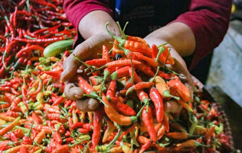 Cabai Makin Pedas! Kemarau Panjang dan Penyusutan Lahan T...