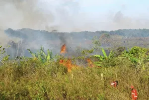 Otorita Perkuat  Penanganan Karhutla di IKN