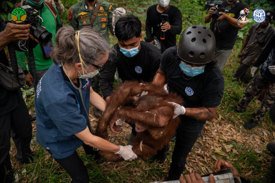 15 Orang Utan Terselamatkan dalam Sebulan Akibat Karhutla