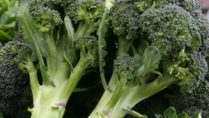 AS Darurat Bakteri Salmonella, Dugaan Kecambah Brokoli Terkontaminasi
