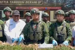 Ladang Ganja KKB Egianus Kogoya Ditemukan Satgas Yonif 725/WRG.