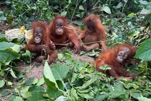 Lima Bayi Orangutan Ditemukan di Hutan India, Diselundupkan dari Indonesia?